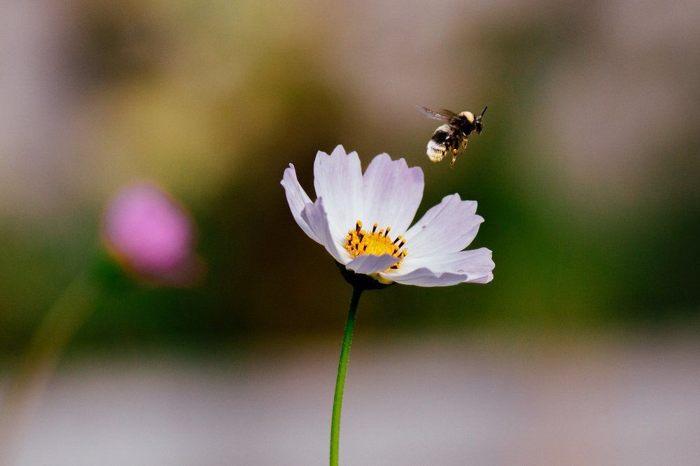 Photograph by Андрей Лекомцев