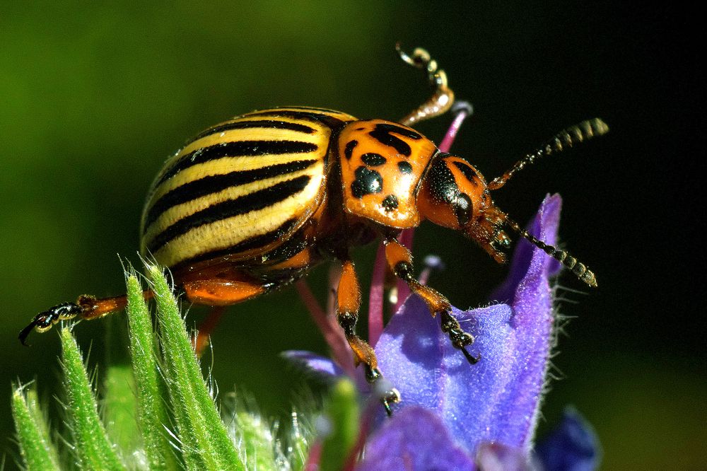 Колорадский