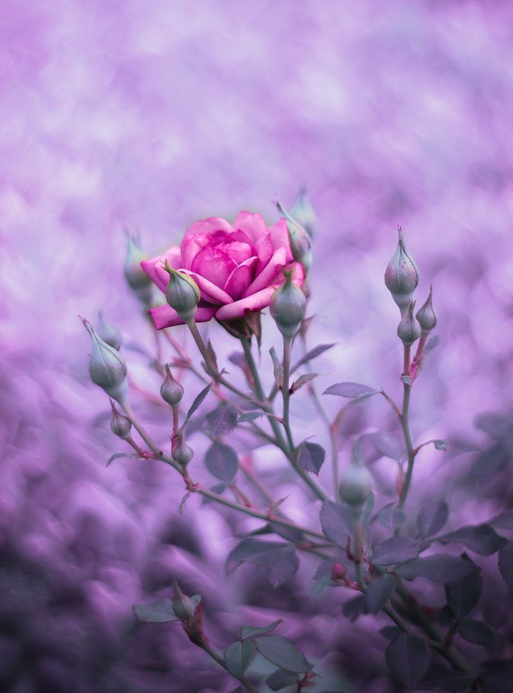 Photograph by Никанорова Ольга