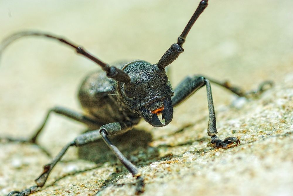 Джаггернаут