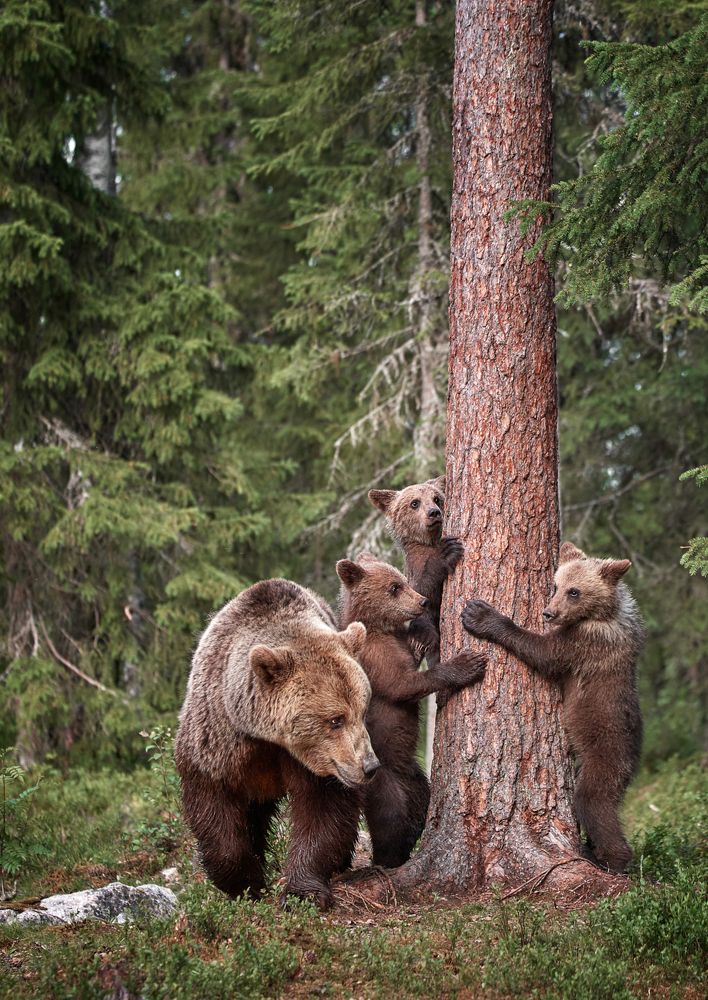 Семейный портрет у дерева.