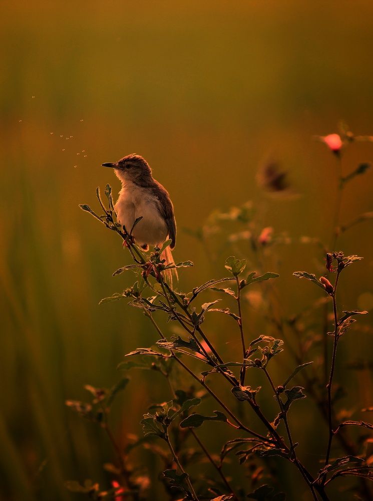 Beauty in morning light