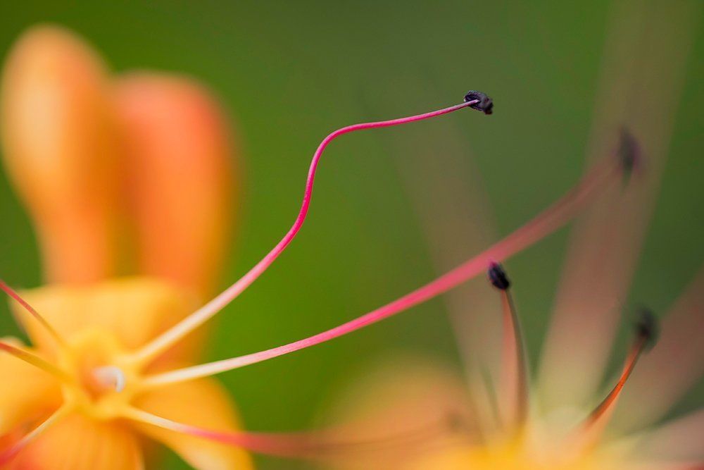 Just like me... The veins of my heart too...eager to meet you