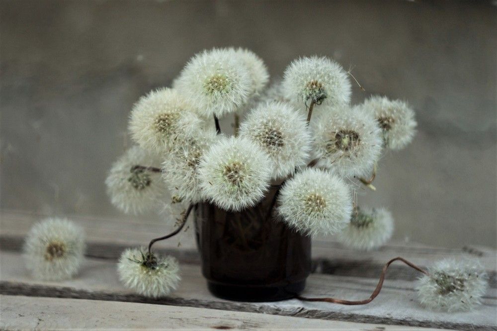 Одуванчики