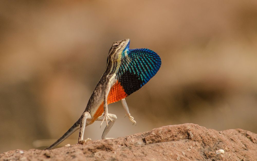 Last Man Standing (Fan Throated Lizard)