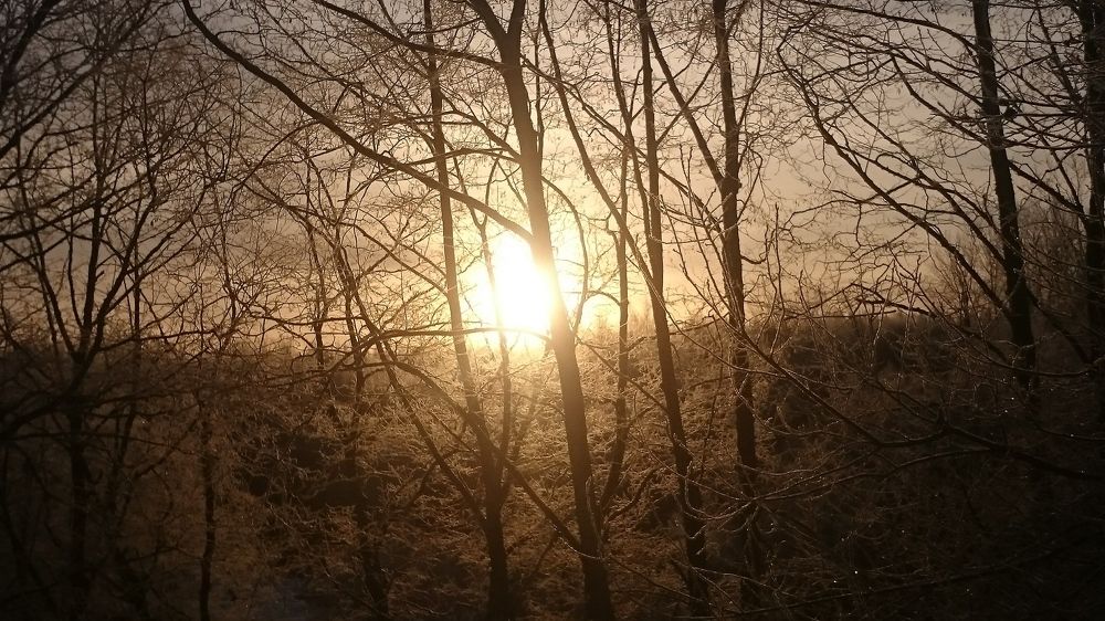 Феникс