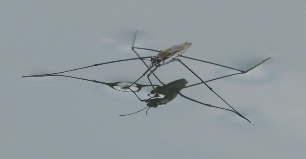 Жук-водомерка