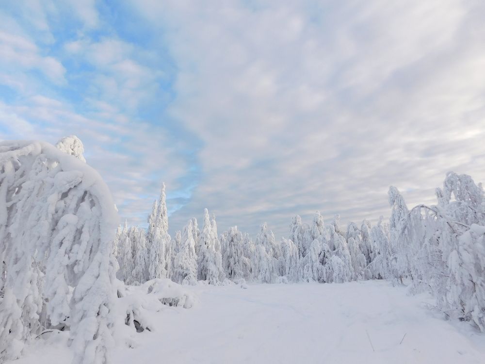 Белое безмолвие.