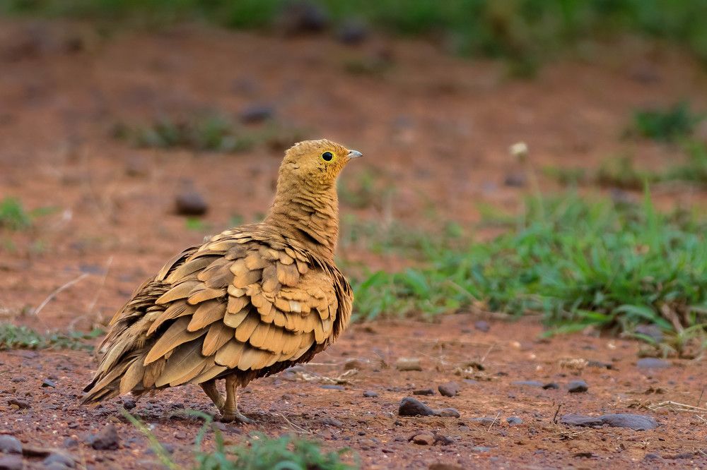 Desert Water-carriers!! Watering the chicks....