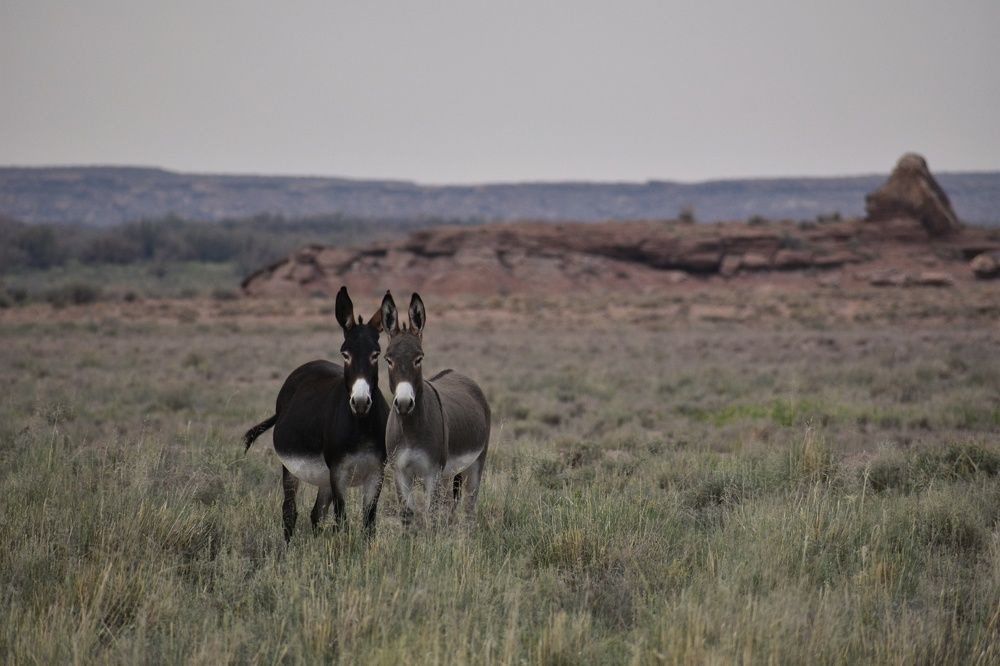 Arizona Asses