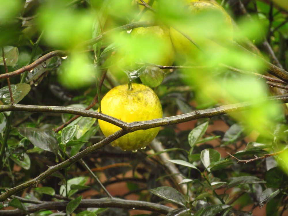 Greenleaf flowers with seed
