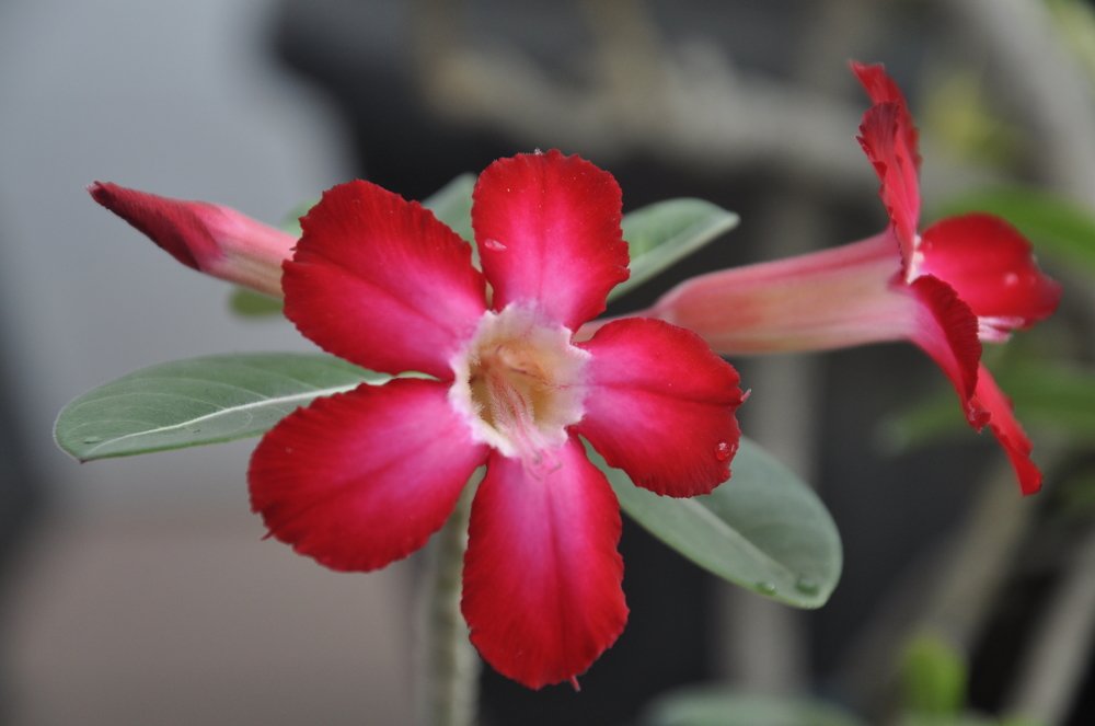 Adenium Flower