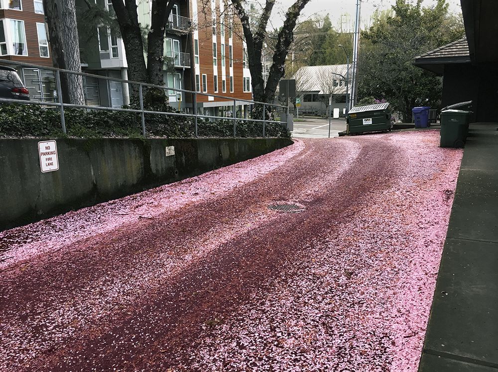 Even the Alley Was Pretty