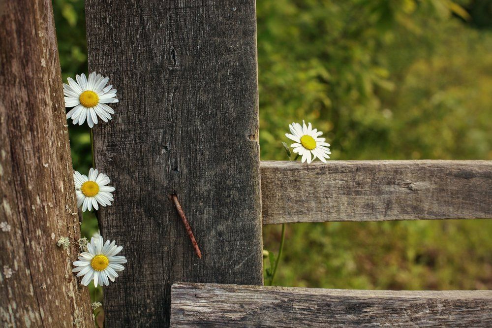 Photograph by Станкевич Анечка