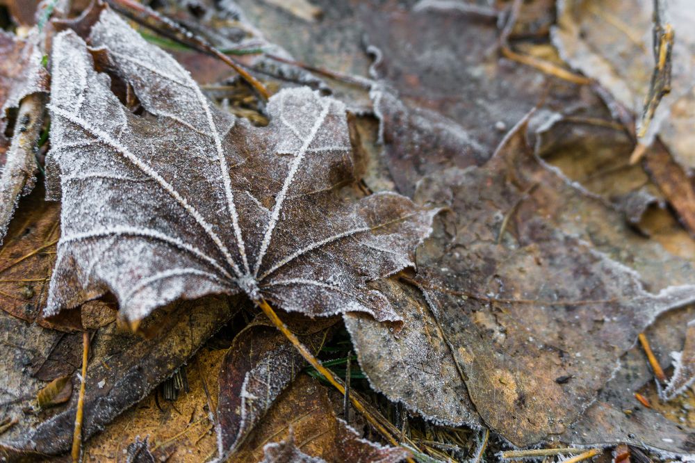 Icy leaf