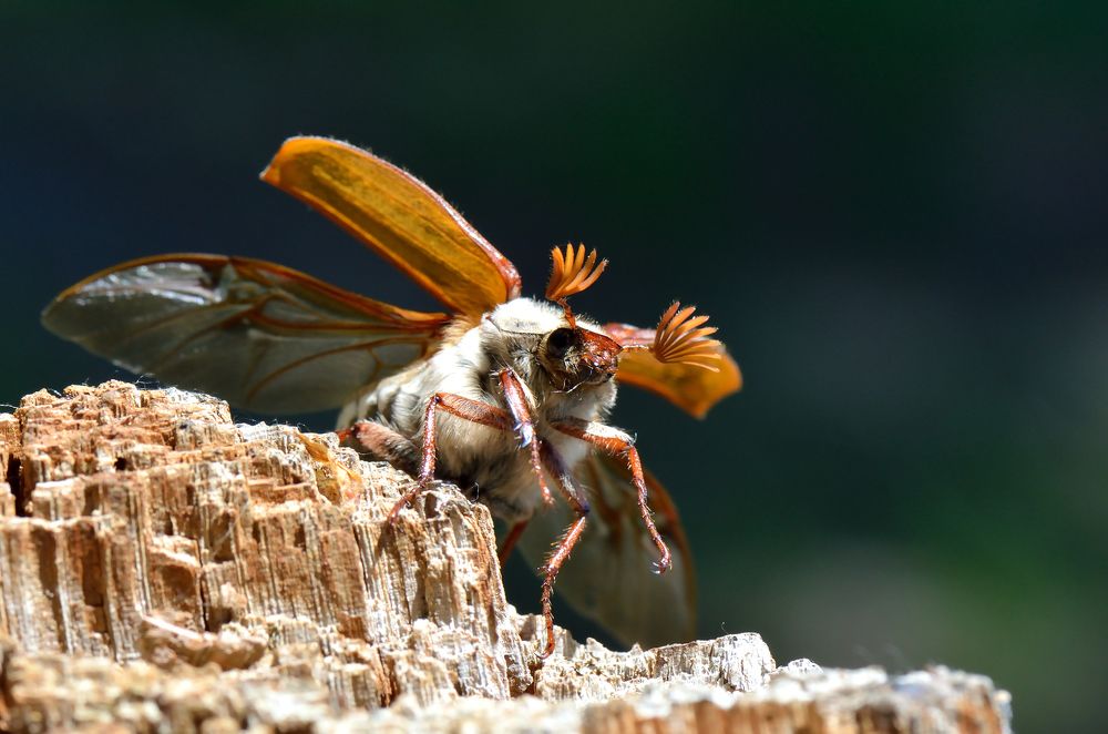 Майский жук .