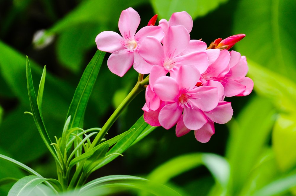 Beautiful But Poisonous