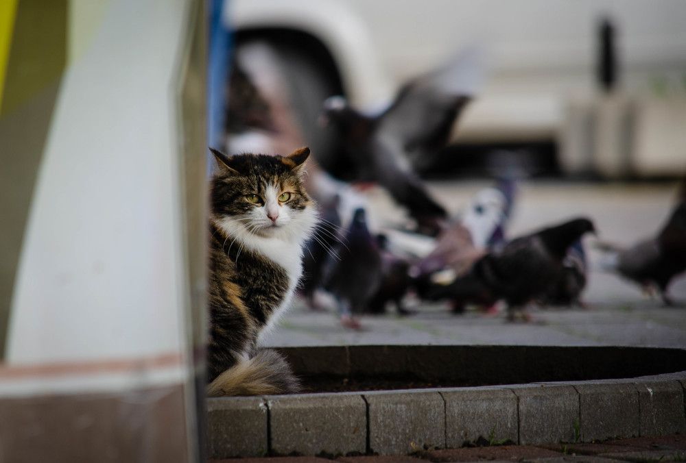 I am a hunter. But not right now.