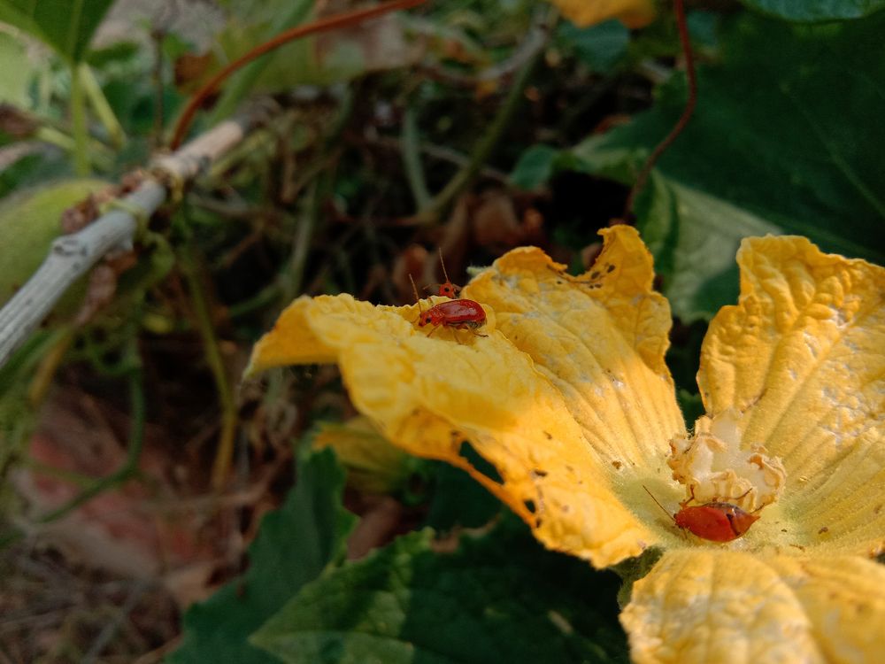 Insect consuming pollen of flowers