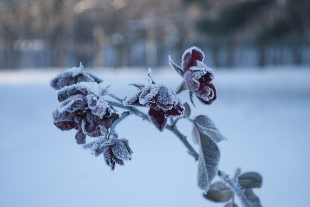 Frozen rose