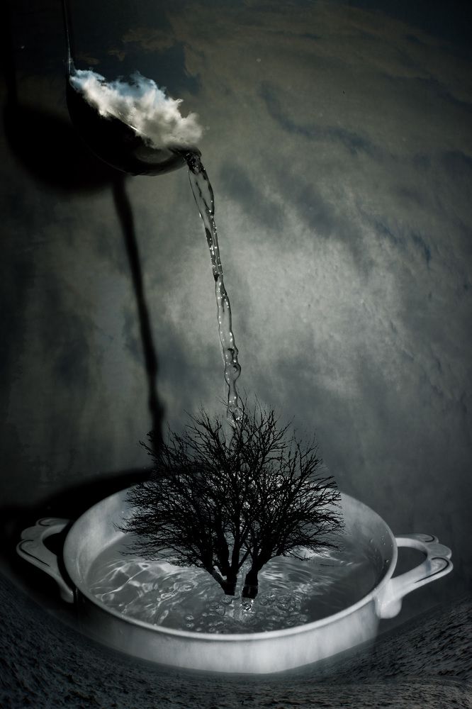 Природа готовит дерево          The nature is cooking the tree