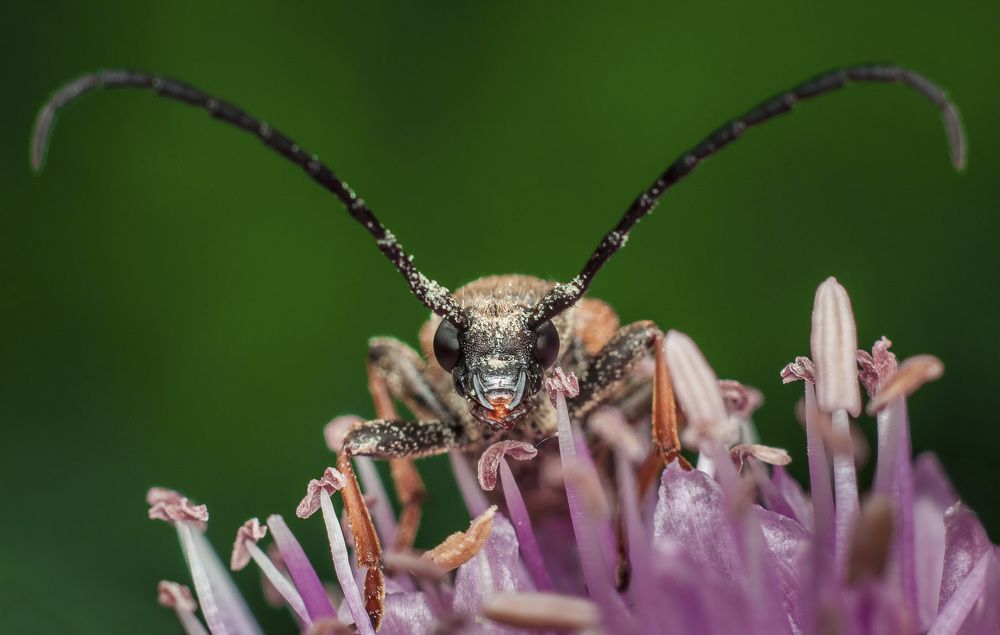 Усатый жук на цветущем луке!