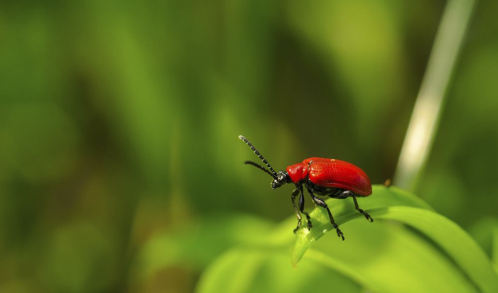 Жук-трещалка) он же жук-пискун.
