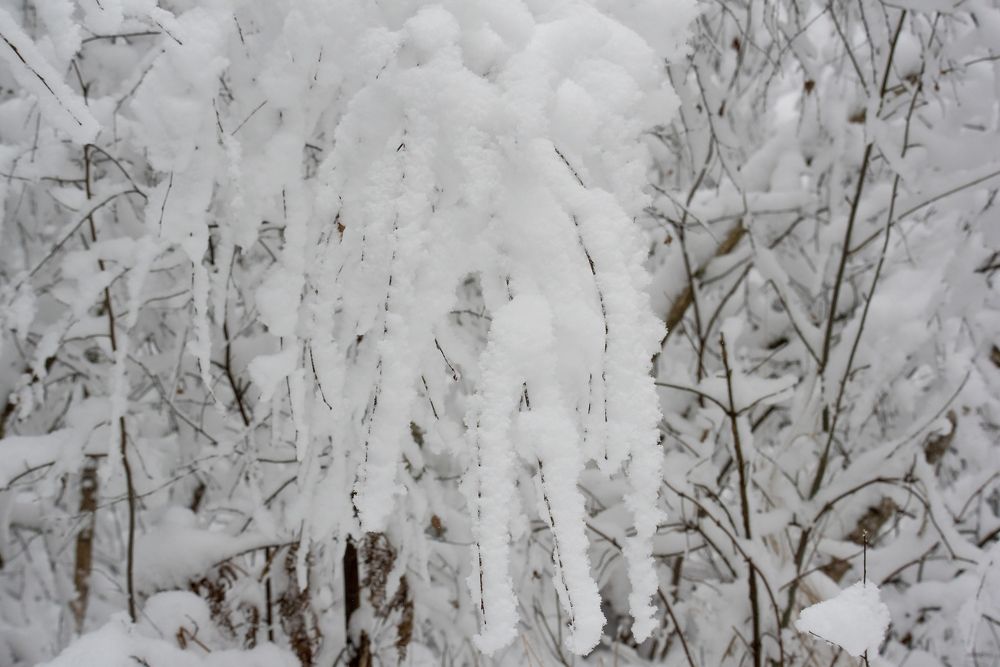 пушистый снег на ветках