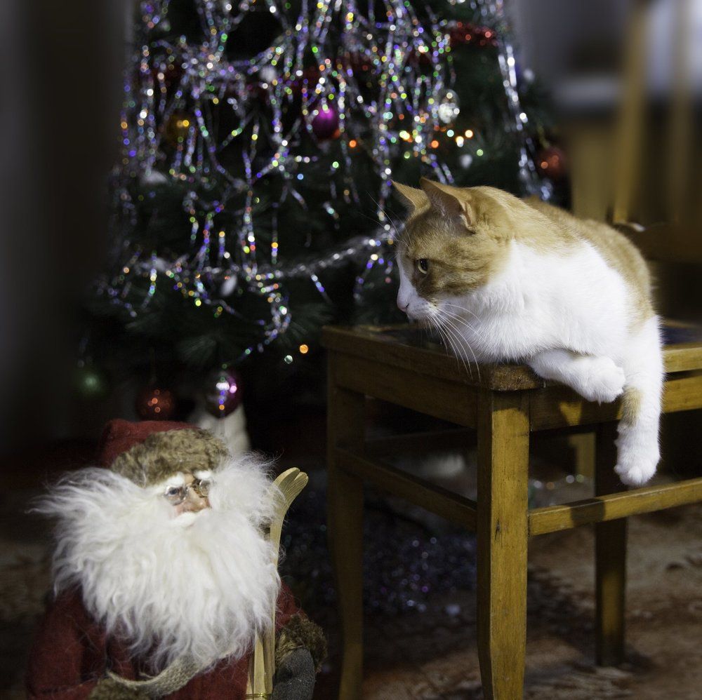 Рождественские посиделки