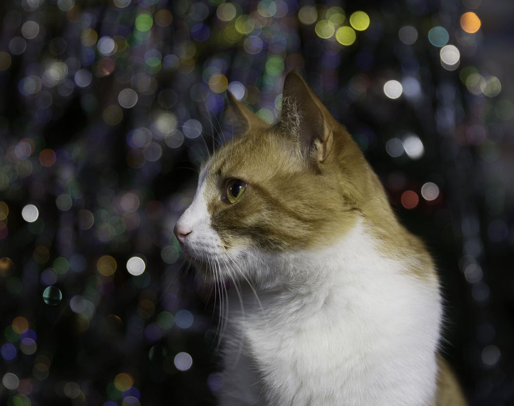 Кошачьи новогодние мечты