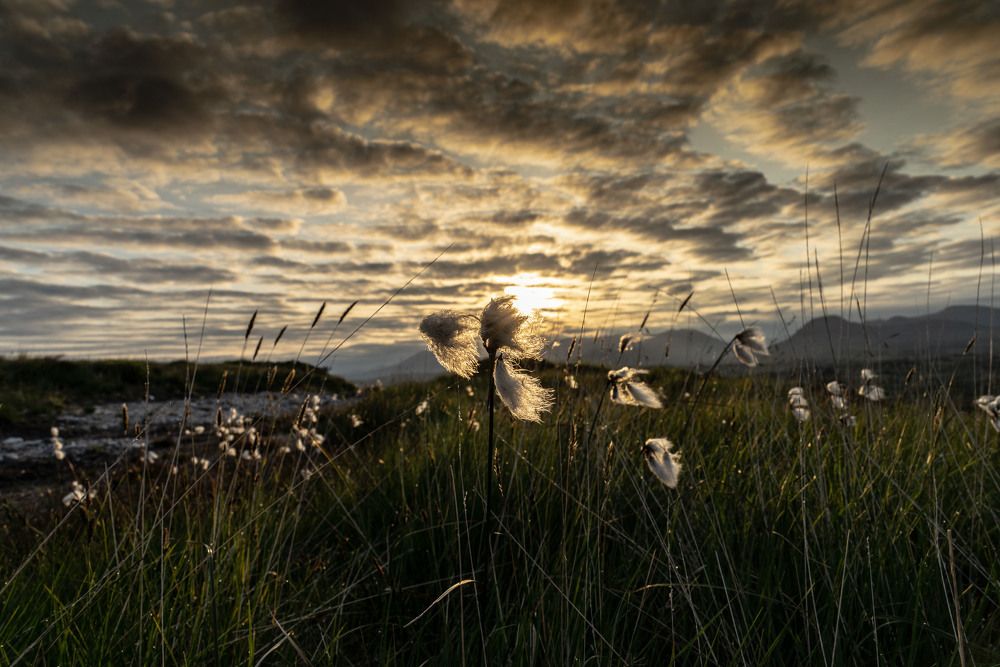 Bog Cotton