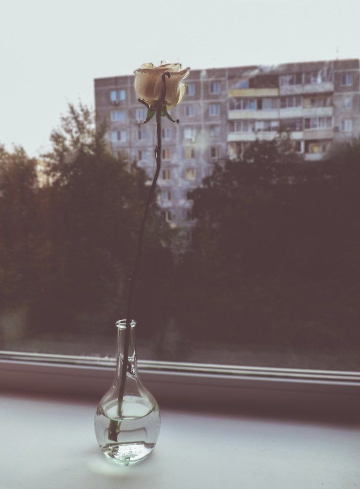 Одинокая роза