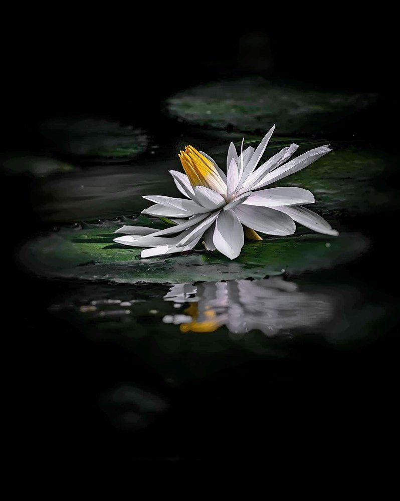 water flower