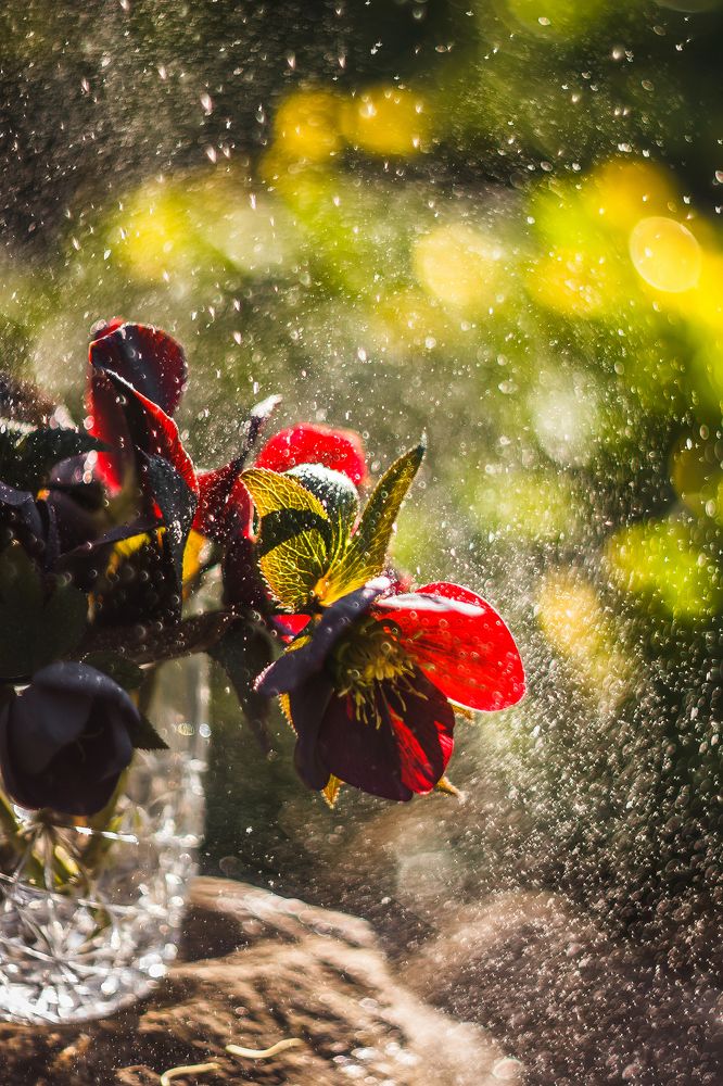 Радости весны