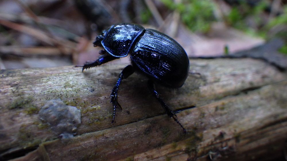 Фотография автора Vitalii Neborak