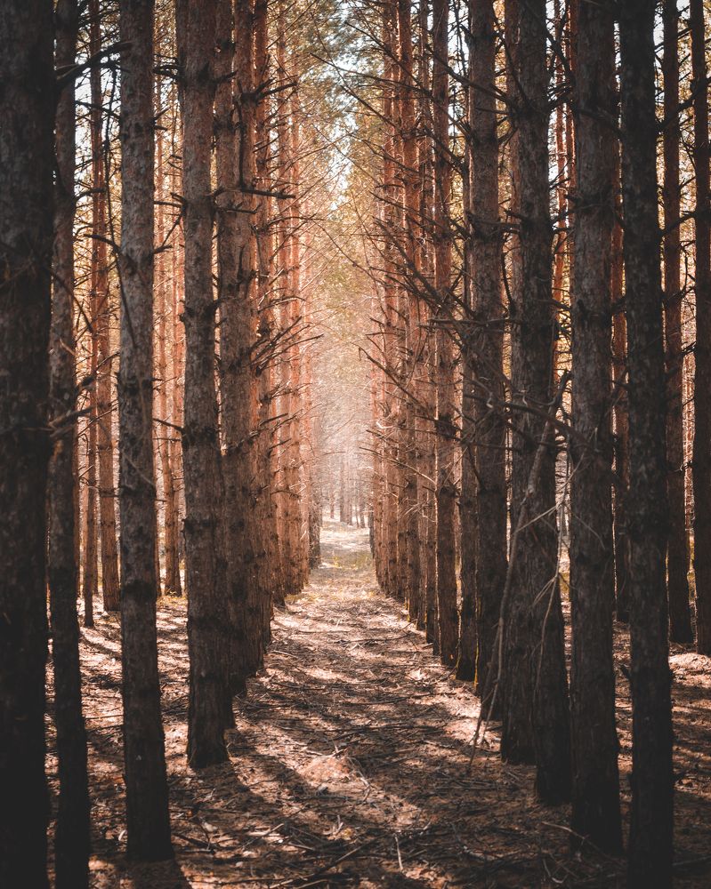 Тянущиеся к свету