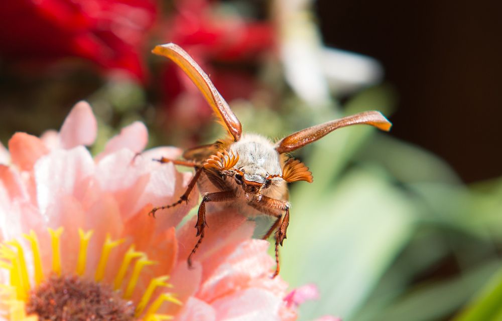 Бомбардировщик майский