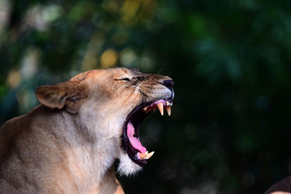 Yawning or Roaring