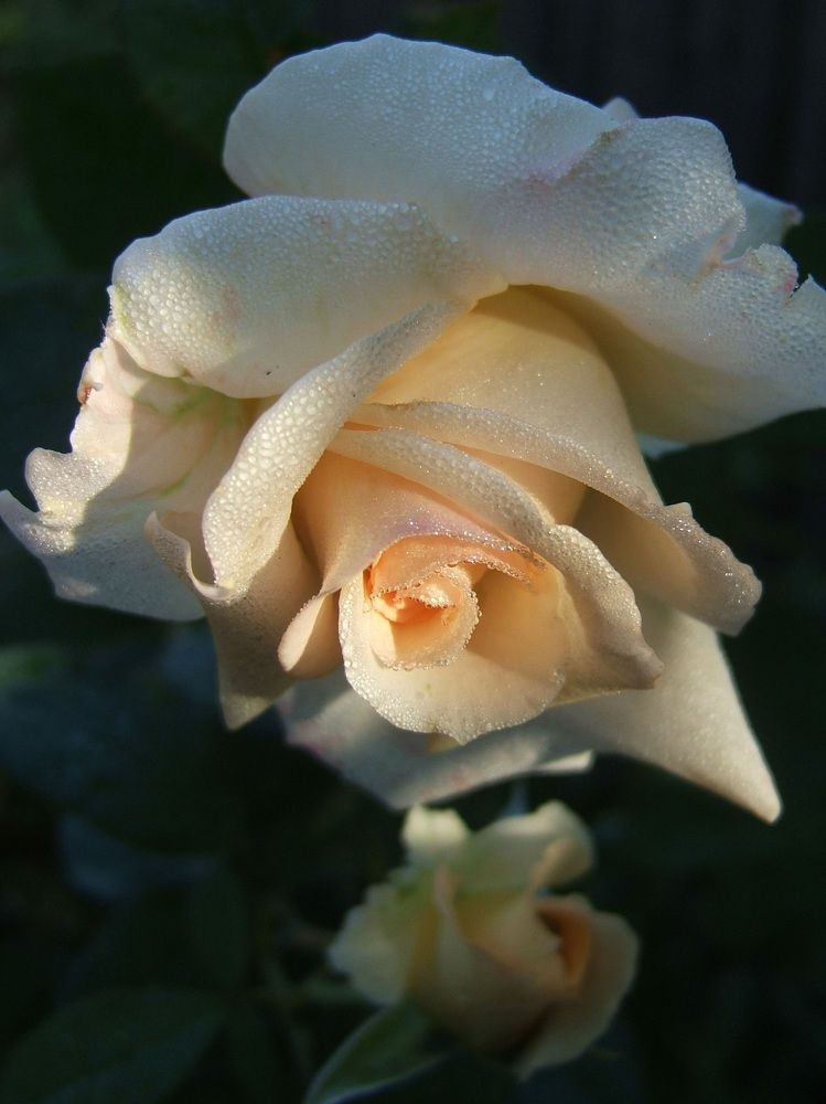 Росистая  крем - роза