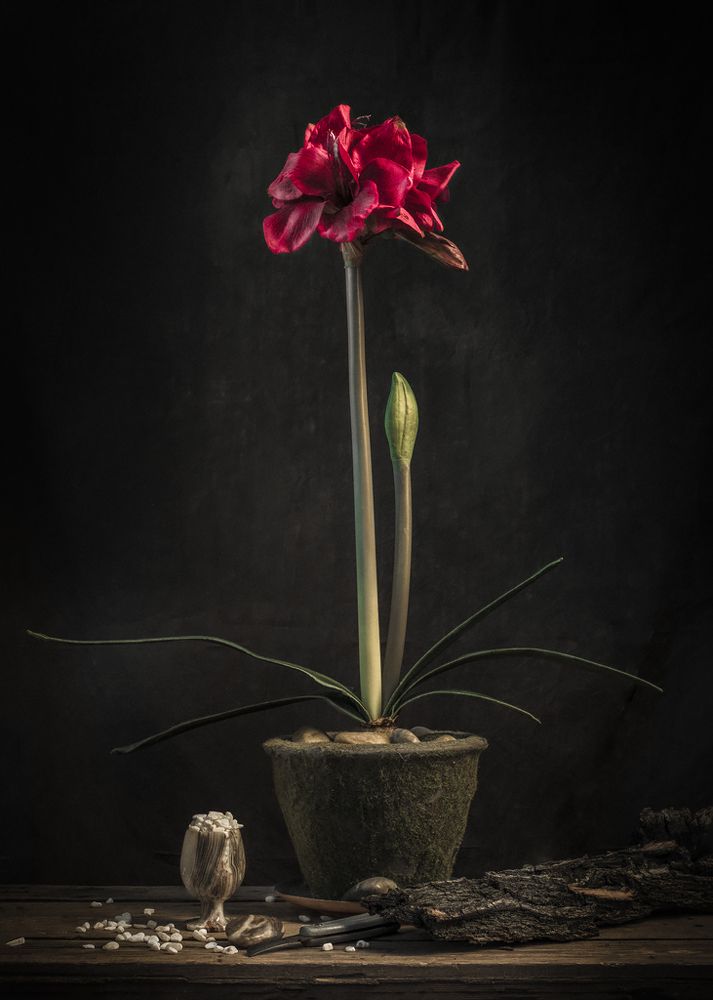 Аленький цветок