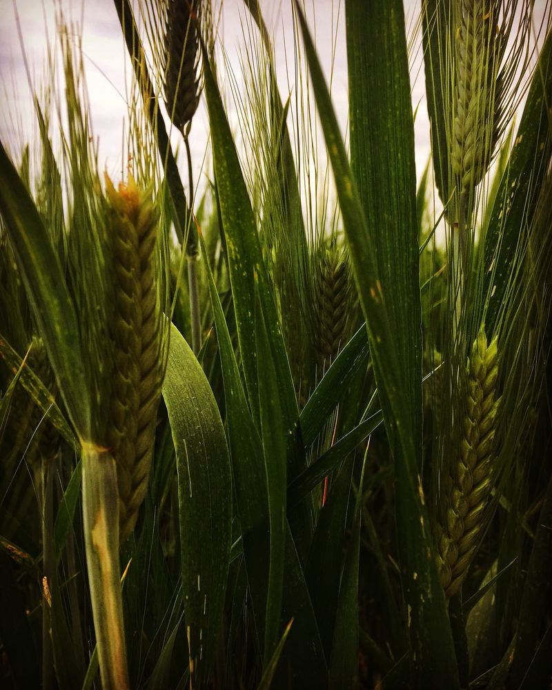 Монтелупоне