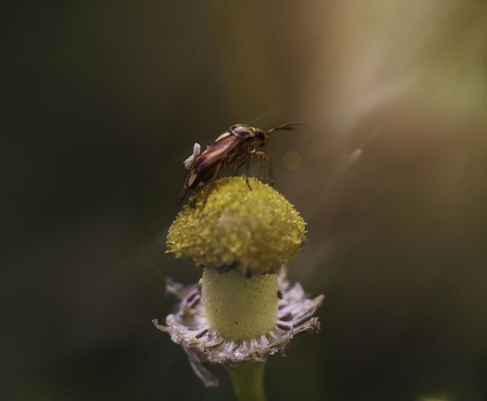 ромашковый рассвет