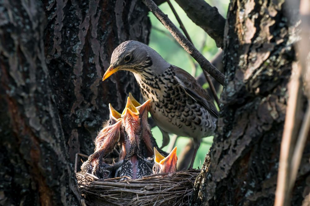 Дроздовое семейство