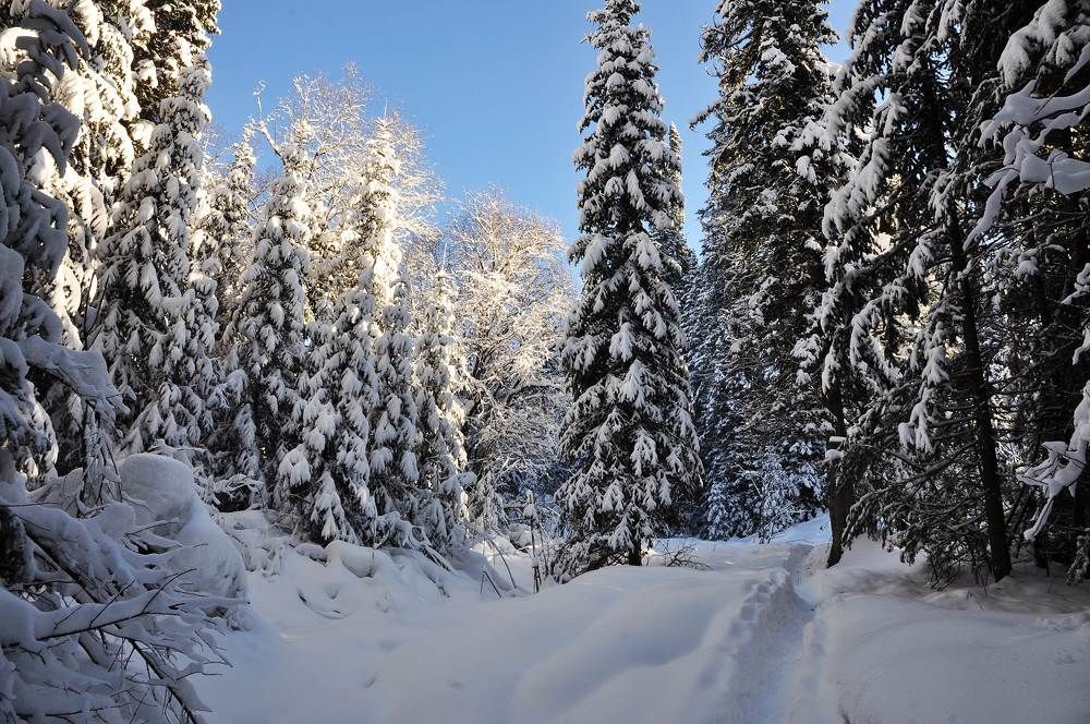 Утро в зимнему лесу