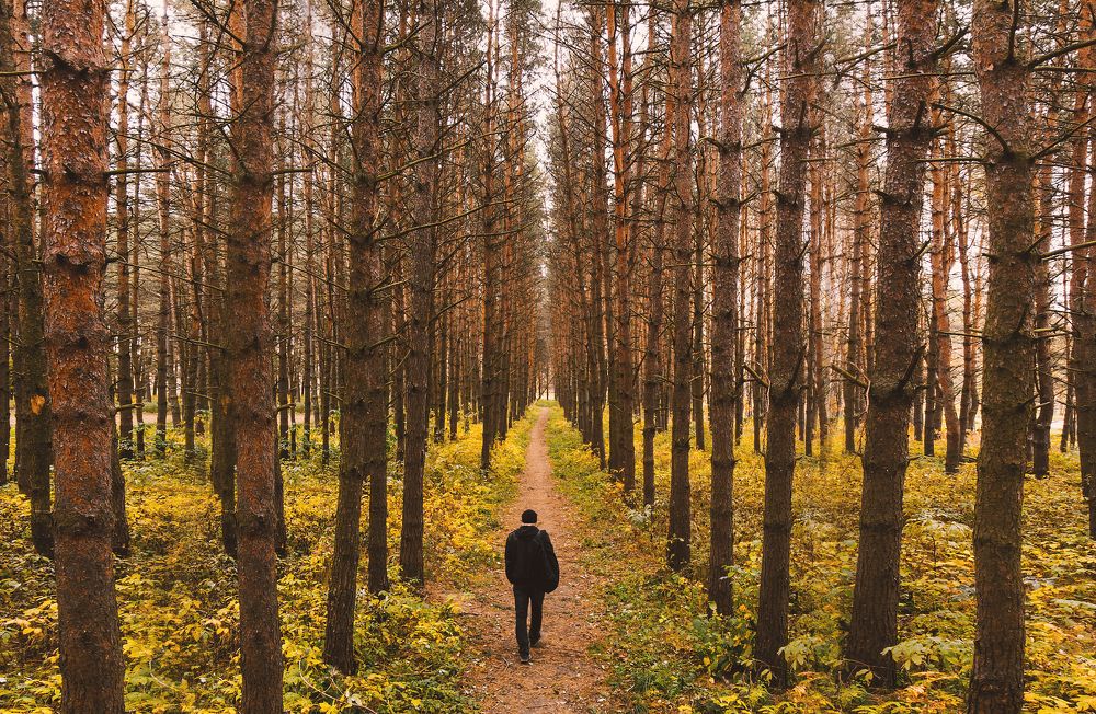 Прогулка в лесу