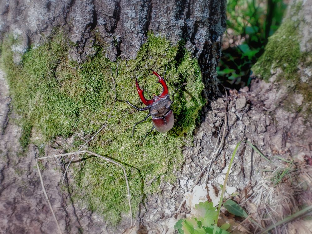 У основания дерева...