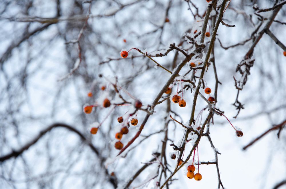 Зимние контрасты