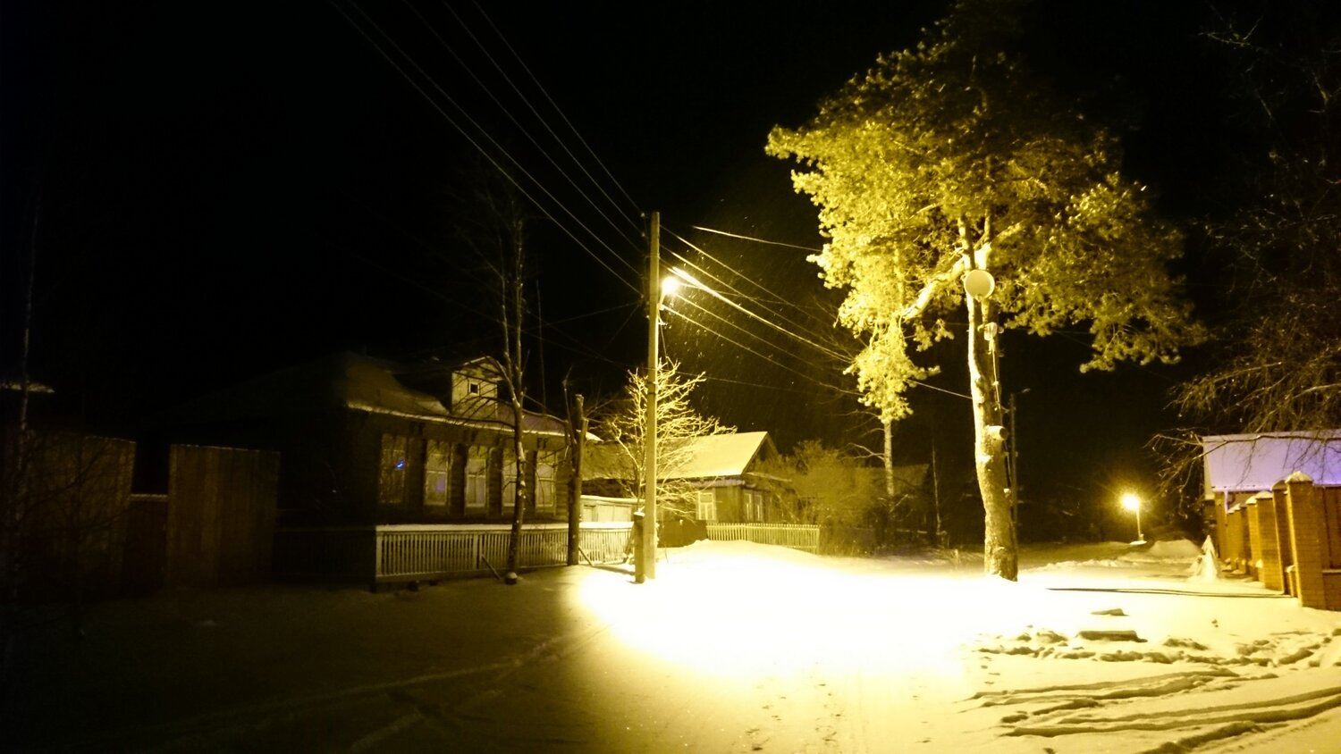 Сосна