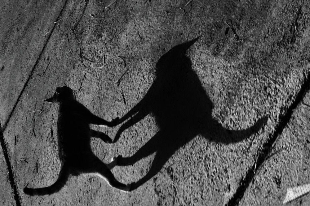 Cat shadows