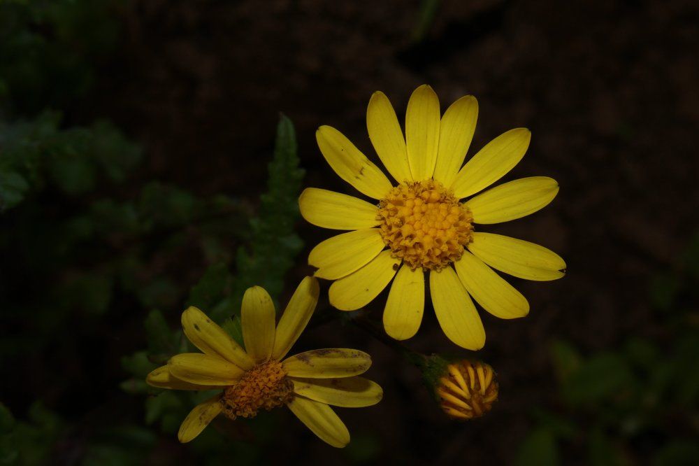 Photograph by Khorshid majidi